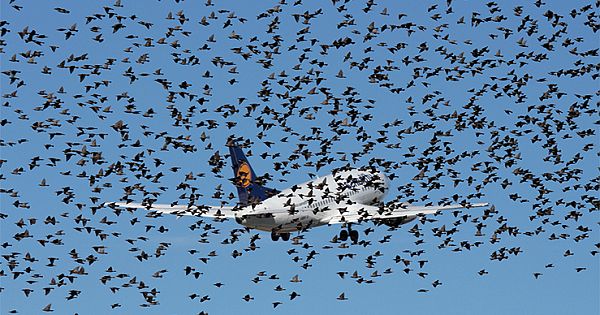 When The Pilot Realized Why The Birds Were Flying Next to The Plane, He Began To Cry