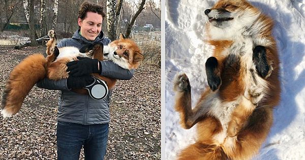 Wild Fox Becomes A Loyal Friend To A Guy Who Saved Him From A Fur Farm