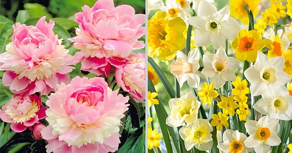 20 Plants That Will Radiate Positive Energy Inside Of Your House & Garden