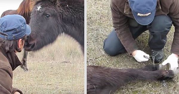 Animal Hero Frees Chained Horse Then Receives Thank You Of A Lifetime