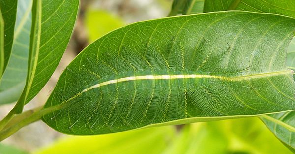 Caterpillar is perfectly camouflaged In The Leaf (Video & Pictures)
