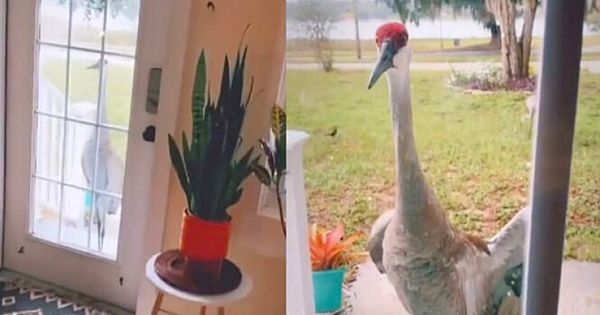 Crane Knocks On Human Best Friend's Door And Introduces Her To Adorable 'Babies' (Video & Pictures)