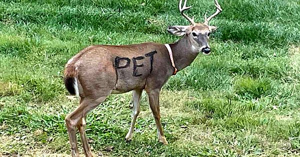 Deer Found With "PET" Painted On Its Body, Wearing A Collar — Police Issue A Warning