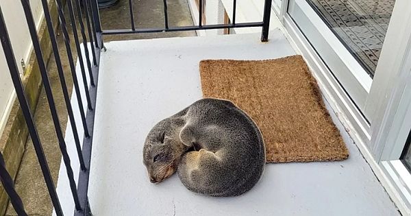 Family Discovers An Unexpected Animal Napping On Their porch: A Seal Pup