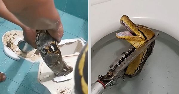 Family In Shock After Massive 12-Foot Python Slithers Through Toilet (Video & Pictures)