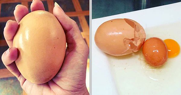 Farmer Finds Giant Egg But What Was Inside Was Even More Puzzling