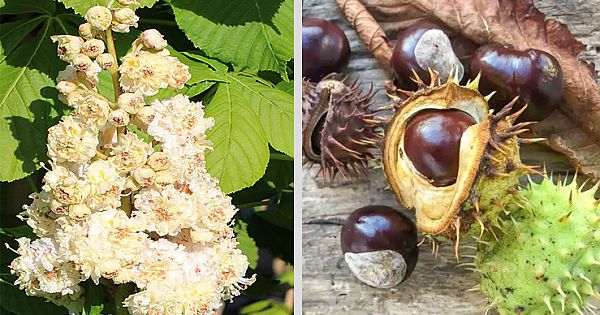 Harnessing The Healing Powers Of Horse Chestnut: A Detailed Guide To Medicinal Applications And Making Handmade Soap