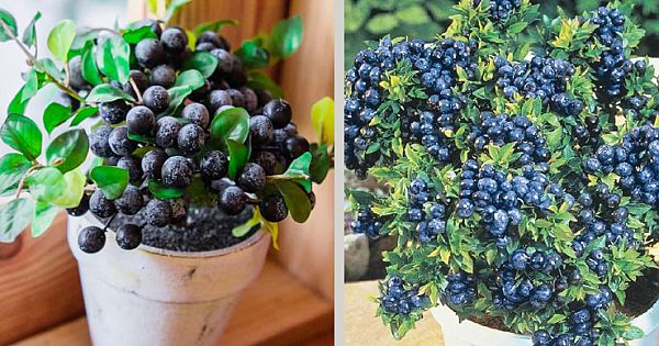 How To Grow Blueberries At Home In Containers