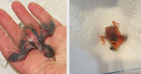 Jogger Finds Mysterious "Baby" In The Woods – Look At Her Transformation 36 Days Later