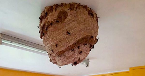 Large Asian Hornet Nests Found hanging from ceiling of UK home promoting fresh warnings