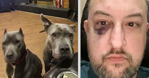Man Rescues Abandoned Pit Bulls, But They End Up Saving His Life