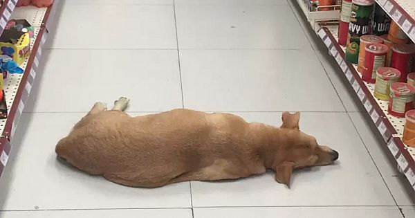 Nice Store Opens Door Letting Stray Dog Enter To Cool Off On Summer Day
