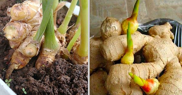Secrets For Planting Ginger In A Pot Or Your Garden For Endless Supplies At Home