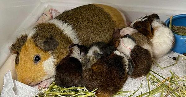 Shelter Guinea Pig Mother Gives Birth To 10 Babies, More Than The World Record