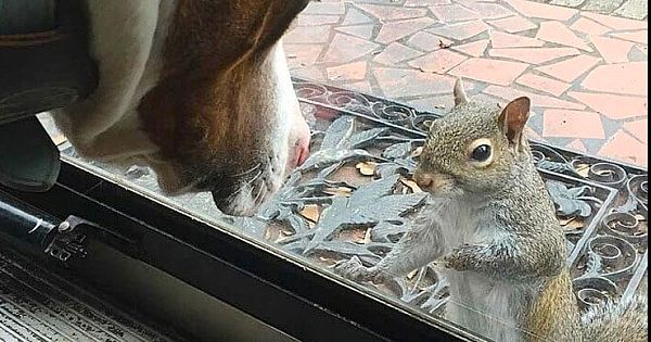 Squirrel Knocks On Family Window Every Day: 8 Years Later They Realize What She's Trying To Show Them