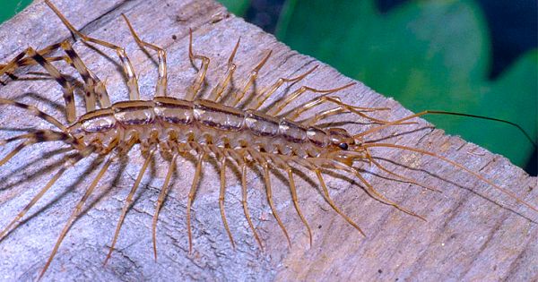 The Reason Why You Should Never Kill A House Centipedes