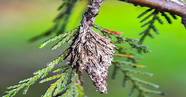 This Bagworm Is A Silent Threat To Your Trees