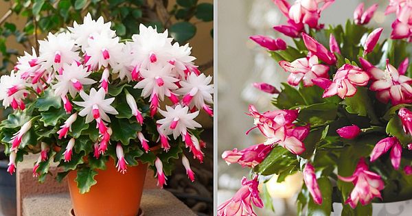 This Plant Is Called 'Christmas Cactus. How To Grow And Maintain It So That It Lasts A Long Time