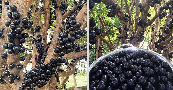 This Strange Looking Fruit Has The Most Unknown Health Benefit In The World