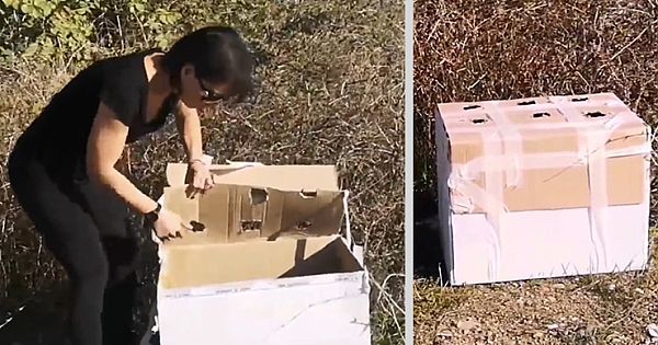 This Woman Finds A Cardboard Box On The Side Of The Road (Video & Pictures)