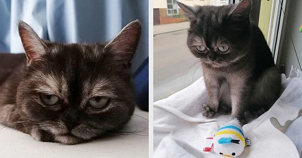 'Ugly' Rescued Cat No One Wanted Finally Finds Forever Home