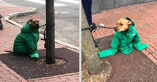 Woman Gives Her Dog Her Jacket To Keep Him Warm While He Waits Outside