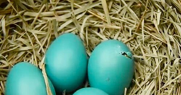 Woman Spots Bird Nest With Strange Blue Eggs In Backyard – See Surprise As They Hatch 10 Days Later