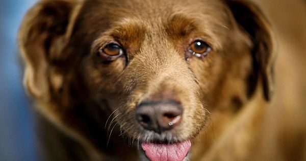 World's Oldest Dog Bobi Dies At 31 (Video & Pictures)