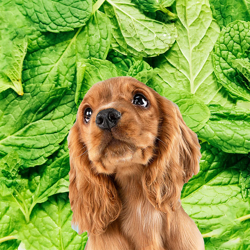 9 Amazing Reasons To Grow Mint At Home