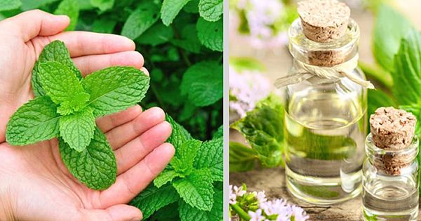 9 Amazing Reasons To Grow Mint At Home