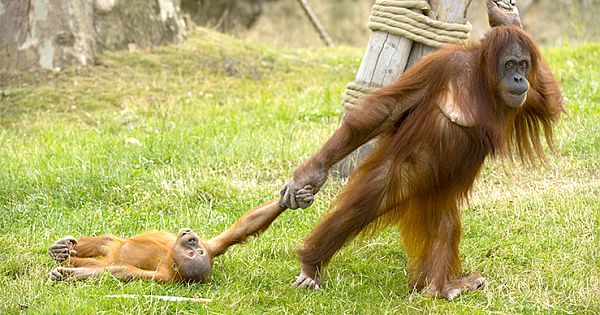 An Adorable Baby Orangutan Throws Tantrum As His Mom Drags Him Away From Playtime In Safari Park