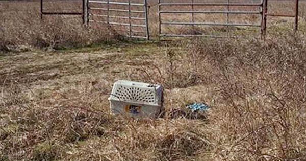 Bikers See An Abandoned Cage And What They Find Inside Changes Their Lives Forever