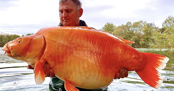 British Angler Catches One Of The World's Biggest Goldfish - Weighing A Whopping 67lbs 4oz