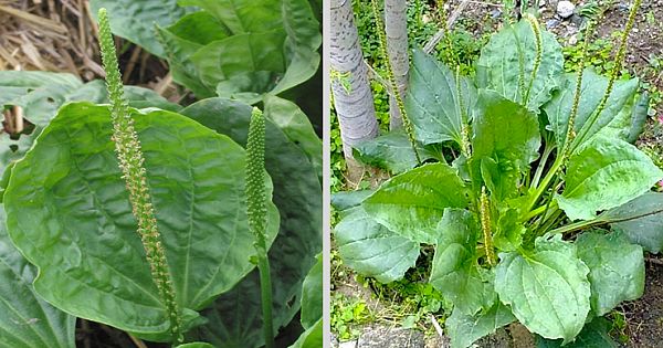 Broadleaf Plantain Deserves A place In Your Home Medicine Kit
