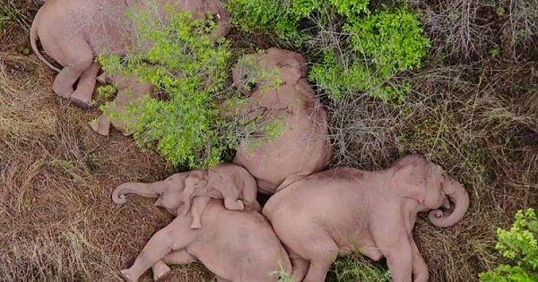 Elephant Herd Takes A Snooze After Embarking On 300-Mile Trek In China (Photos & Video )