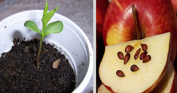 How to Grow an Apple Tree from Seeds