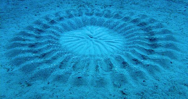 Love On The Seafloor: The Instinctive Architecture of the Pufferfish