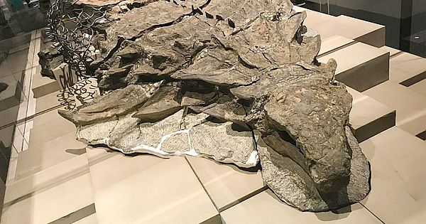 Recently Discovered "Mummified" Dinosaur Is So Well-Preserved It Even Has The Skin And Guts Intact (Photos & Video)