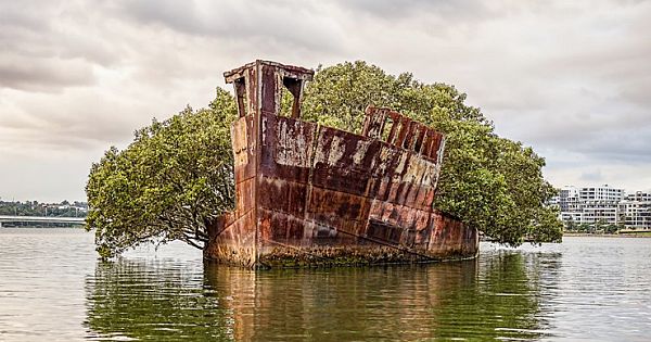 The Floating Forest: Ship From 1911, That Even Served In WWII, Was Overtaken By Nature