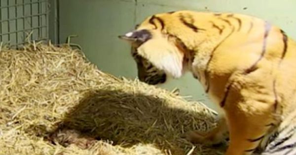 Tiger Gives Birth To A Lifeless Cub Only To Have Caretakers Astonished When Her Mother's Instincts Kick In (Video & Pictures)