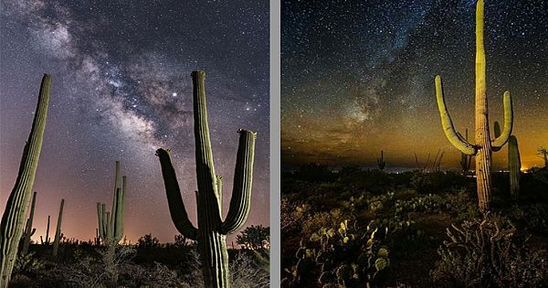 What To Photograph In Saguaro National Park
