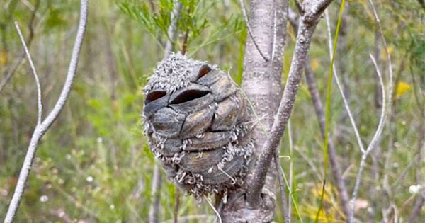 Woman Sees A Very Happy 'Baby Bird' Then Quickly Realizes He's Not What He Seems