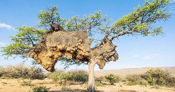 The Massive Nests Of The Africa's Social Weaverbirds Endure For Generations