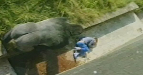 Jambo The Gorilla Made Headlines All Over The World 37 Years Ago