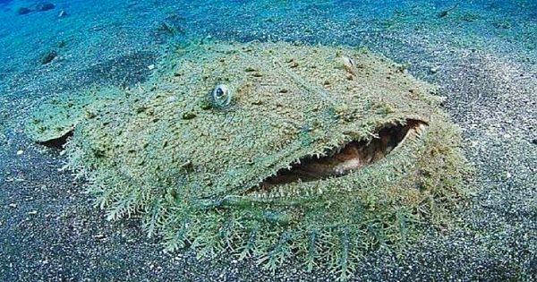 Meet Tasselled Wobbegong Shark Look Like A Carpet