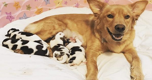 Rescued Golden Retriever Dog Surprises Foster Family by Giving Birth Look Just Like Tiny Cows