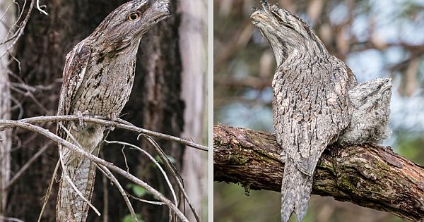 Tawny Frogmouth Master Of Disguise 