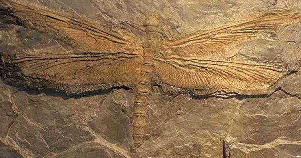 The Biggest Insect Ever Existed Was A Giant 'Dragonfly'