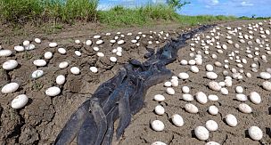 The Farmer Bursts Into Tears When He Finds Hundreds Of Strange Eggs Among His Crops