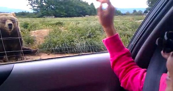 Woman Gets Unexpected Response After Waving To Bear From Her Vehicle (Video)
